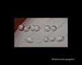 streptococcus pyogenes